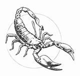 Coloring Scorpio Pages Astrology Scorpion Drawing Stress Tattoo Astrologie Anti Drawings Zodiac Printable Tattoos Coloriage Therapy Animals Life Adult Getdrawings sketch template