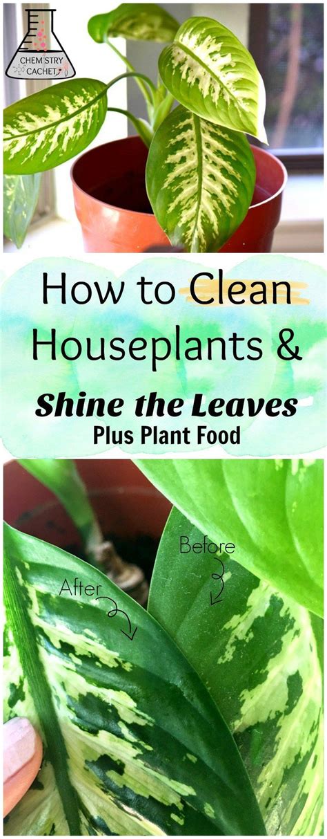 clean houseplants  shine plant leaves tips  easy