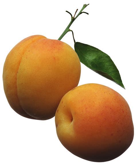 apricots cliparts   apricots cliparts png images