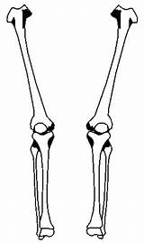 Skeleton Leg Skeletal Clipartbest Unlabeled sketch template