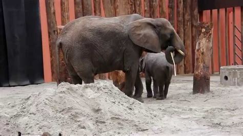 safaripark de beekse bergen opening olifantenstal youtube
