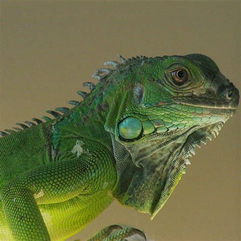 green iguanas 3 footer