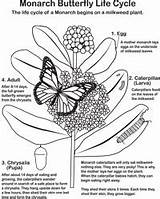 Monarch Pollinator Loudounwildlife Loudoun sketch template