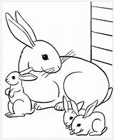 Coloring Rabbit Pages Print Color Kids Animals sketch template