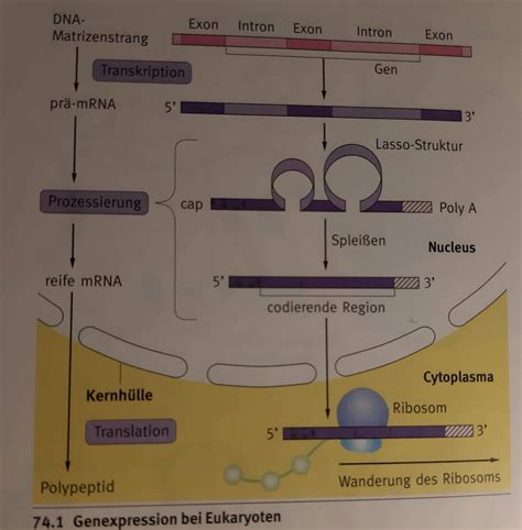 abbildung transkription eukaryoten schule biologie bio