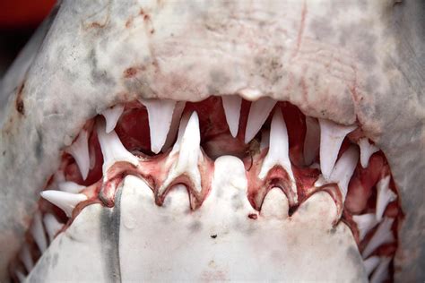 teeth  mouth  great white shark photograph  andrew holt pixels