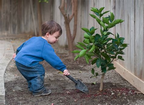 boy helping  plant  tree hollandscapes