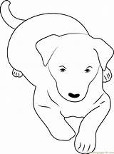 Kelpie Coloring Australian Pages Dog Coloringpages101 Online Dogs 29kb sketch template