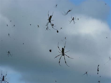 rain  attract venomous spiders  bugs