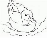 Kolorowanki Kaczka Kaczki Mallard Ducks Pobrania Wydruku Disimpan Wydrukowania sketch template