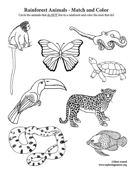 rainforest animals printables printable word searches