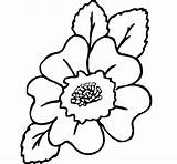 Narcissus Dibujos Coloring Naturaleza Pintar Coloringcrew Flower Drawing Narciso Dibujo Color Imagen Pinturas Flowers Guardado Desde sketch template