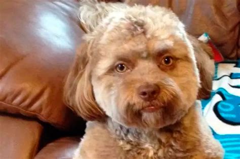 human  dog real  fake veknow