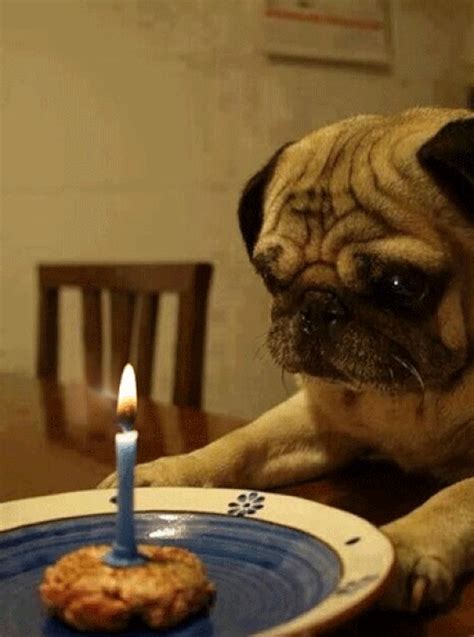 pug animated gif pictures  animations