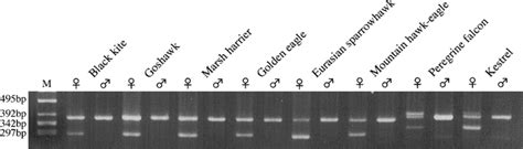 sex identification by alternative polymerase chain reaction methods in falconiformes