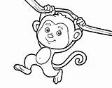 Macaco Scimmia Galho Pendurado Pintar Monos Colgado Rama Coloriage Singe Colorare Ramo Pende Penjat Macacos Disegno Dibuixos Dibuix Abu Selva sketch template