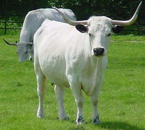 ancient  rare horned cattle  england   called white