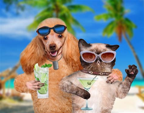 cat  dog sipping cocktails blank template imgflip