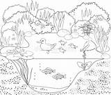 Stagno Ecosystem Freshwater Template Anatra Coloritura Estanque Pesca Canna Patos Patitos Animal Peces Libroadicto Designlooter sketch template