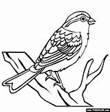 Sparrow Clip Birds Bird Coloring Clipart Worksheet Drawing Pages Kindergarten Line Outline Color Insects Chipping Printable Fruit Iii Online Cartoon sketch template