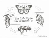 Butterfly Cycle Life Monarch Butterflies Activities Worksheets Worksheet Anchor Printable Coloring Pages Chart Template Easy Posters Kids Sketch Grade Poster sketch template