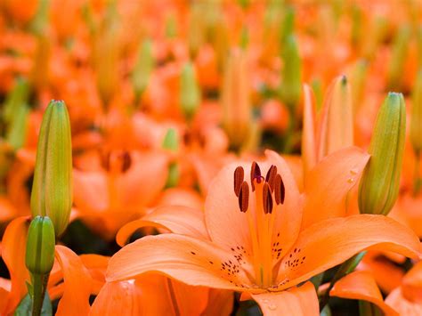 how to grow lilies saga