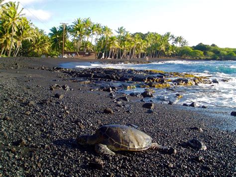 Punalu U Black Sand Beach Big Island Turtles Swimming