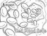Blood Coloring Pages Red Cell Sketch Cells Colouring Book Anatomy Rbc Paintingvalley Week Popular Choose Board sketch template