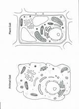 Cell Animal Plant Coloring Worksheet Drawing Color Cells Worksheets Simple Sheets Printable Diagram Science Pulpbits Pages Sheet Kids Stephanie Teaching sketch template