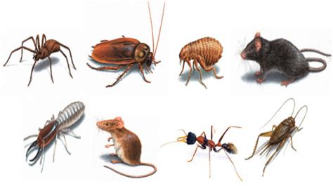 types  household pests     rid
