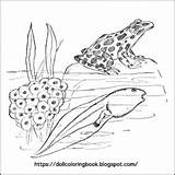 Frog Tadpoles Tadpole Leopard sketch template