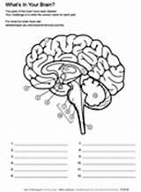 Coloring Brain Pages Anatomy Askabiologist Worksheet Asu Human Ask Biologist Worksheets Edu Science Labeling Nervous System Biology Physiology School Sheets sketch template