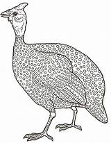 Fowl Guinea Mewarnai Ayam Gallinas Guineas Tissu Mutiara Hight Ambis Guine Janbrett sketch template