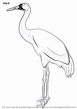 Crane Kokku Animal Drawingtutorials101 Cartoon Heron Stork Enhancement Paintingvalley Sandhill sketch template