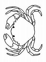 Colorat Raci Animale Crabs P13 Coloring Planse Crab Desene Primiiani Cangrejo Vizite Voturi Plansa Acoloringbook sketch template