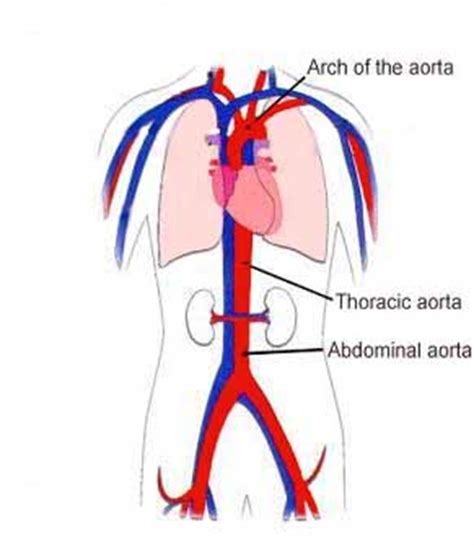 glossary aorta