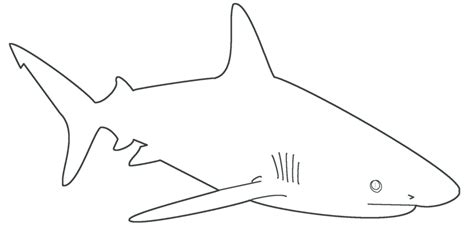 shark template  dragonlove  deviantart shark coloring
