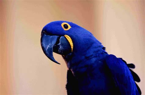 top blue parrot species    pets