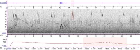 avocet recording of brown headed thrush turdus chrysolaus