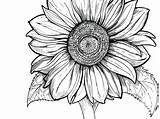 Sunflower Coloring Pages Adults Line Drawing Young Printable Color Print Clipartmag Getcolorings Getdrawings Kids sketch template