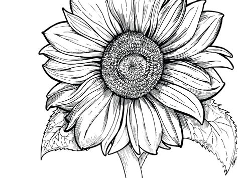 sunflower  drawing    clipartmag