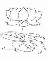 Loto Colorare Fior Colouring Outline Drawings sketch template