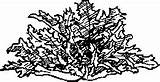 Chicories Radicchio Old sketch template