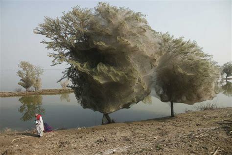 arbroath trees cocooned  spiders webs reducing risk  malaria  pakistan