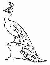 Coloring Pages Peacocks Peacock Printable Kids Popular sketch template