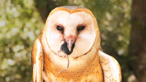 deep   barn owls swallow rodents  kcts