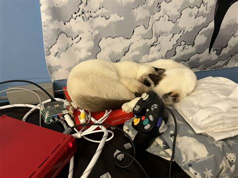 weegee on twitter super mario sunshine sucks but it gave me a cat bed