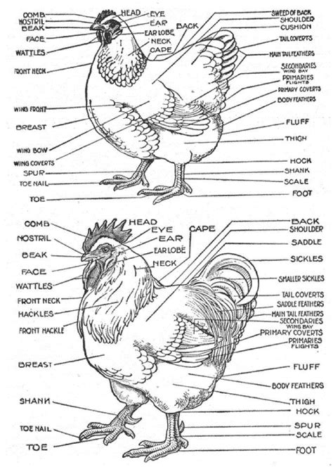 parts   chicken chicken anatomy chicken pictures chickens backyard