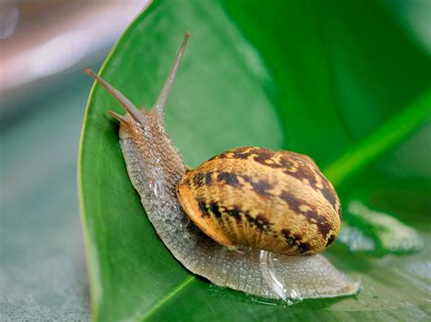 snail true wildlife creatures