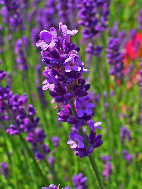 filelavandula angustifolia jpg